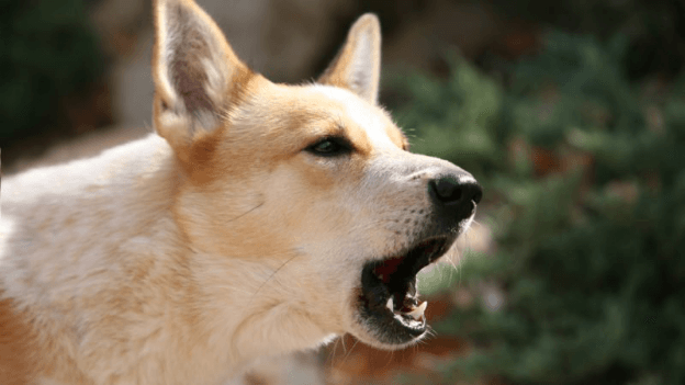 curbing inappropriate behavior in dogs
